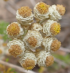 Helichrysum teretifolium