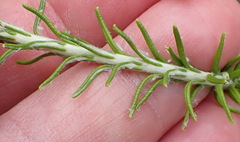 Helichrysum teretifolium