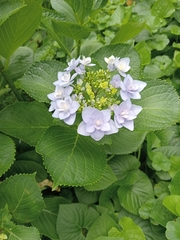 Hydrangea macrophylla