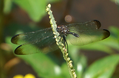Dythemis velox