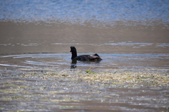 Fulica gigantea