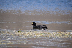 Fulica gigantea