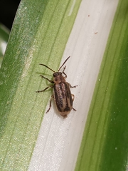 Erynephala subvittata
