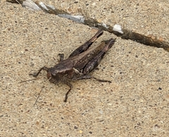 Melanoplus ponderosus