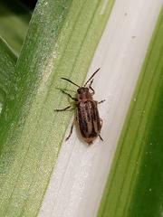 Erynephala subvittata