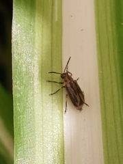 Erynephala subvittata