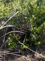 Melinis minutiflora