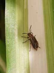 Erynephala subvittata
