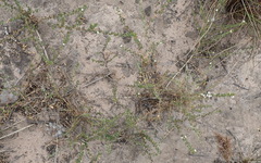 Aspalathus hispida albiflora