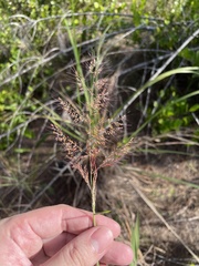 Melinis minutiflora