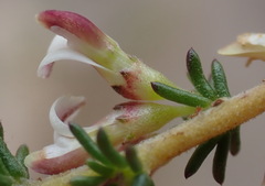 Aspalathus hispida albiflora