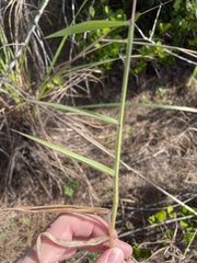 Melinis minutiflora