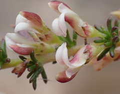 Aspalathus hispida albiflora