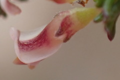 Aspalathus hispida albiflora