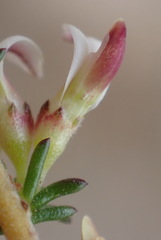 Aspalathus hispida albiflora