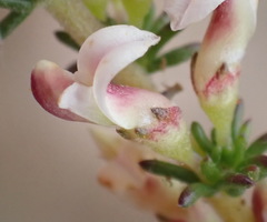 Aspalathus hispida albiflora