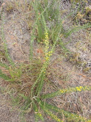 Aspalathus spinosa spinosa