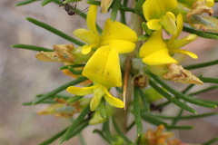 Aspalathus spinosa spinosa