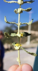 Buddleja scordioides