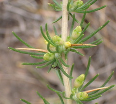 Aspalathus spinosa spinosa