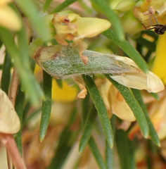 Aspalathus spinosa spinosa