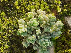 Sedum dasyphyllum