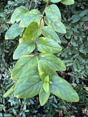 Lonicera