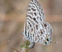 Leptotes pirithous