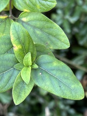 Lonicera