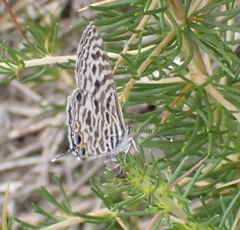 Leptotes pirithous