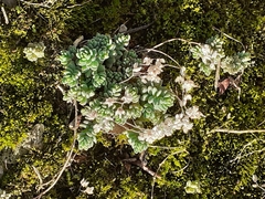 Sedum dasyphyllum