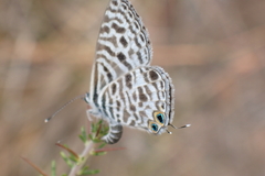 Leptotes pirithous