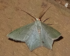 Chloropteryx