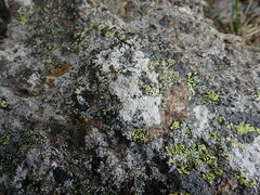 Lecanora rupicola