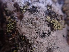 Lecanora rupicola