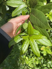 Laurus nobilis