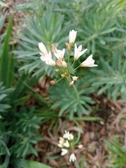 Nothoscordum