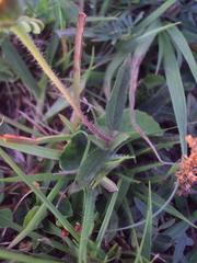 Aspilia montevidensis