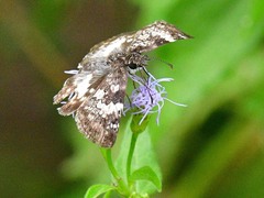 Chiomara georgina