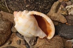 Phalium bandatum