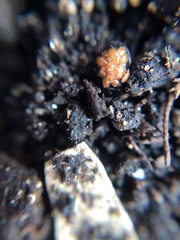 Coleoptera