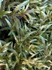 Pleurozium schreberi