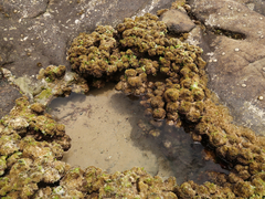 Pyura praeputialis