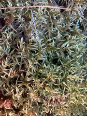 Pleurozium schreberi