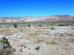 Kallstroemia californica