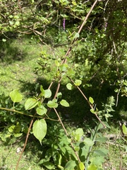 Fuchsia perscandens
