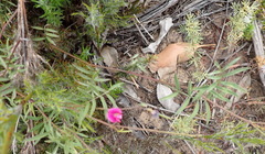 Tephrosia capensis capensis