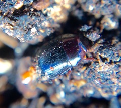 Coleoptera