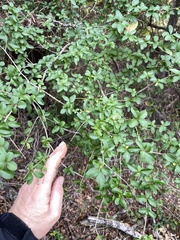 Ligustrum sinense