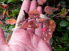 Cotoneaster uniflorus